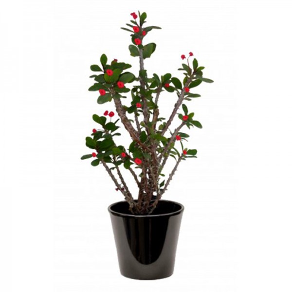 Euphorbia milii Rouge (فربيون شوكة المسيح)