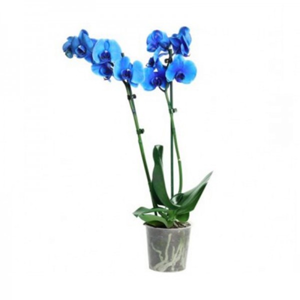 Orchidée bleue