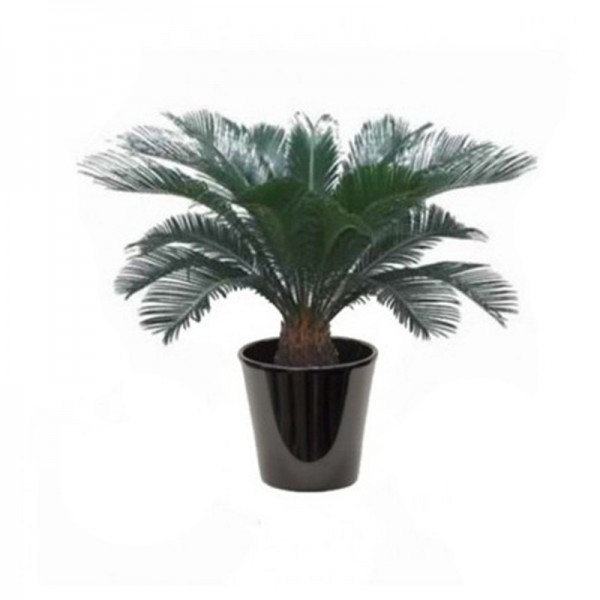 Cycas revoluta (السيكاس الياباني)