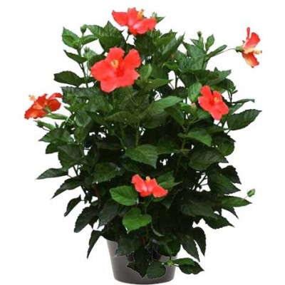 Hibiscus rosa sinensis (الخطمي الوردي)