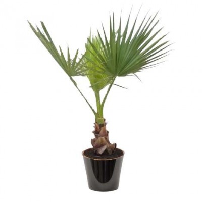 Washingtonia filifera (الواشنطونيا الخيطية)