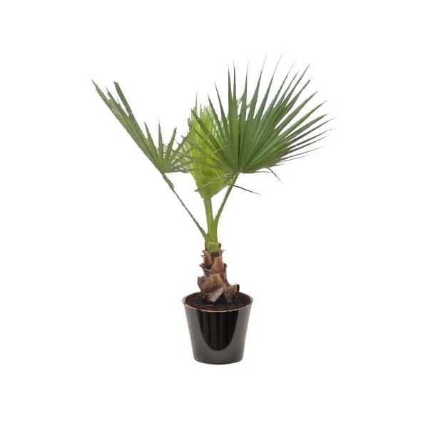 Washingtonia filifera (الواشنطونيا الخيطية)