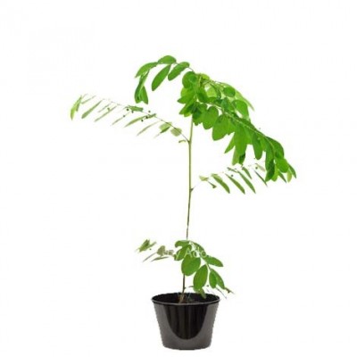 Schinus terebinthifolius (الفلفل البرازيلي)