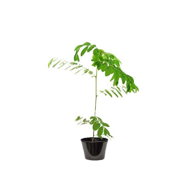 Schinus terebinthifolius (الفلفل البرازيلي)