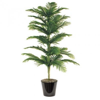 Araucaria Excelsa (الأروكاريا)