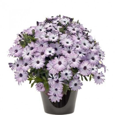Dimorphoteca violet (زهرة الدمرفوتكة)