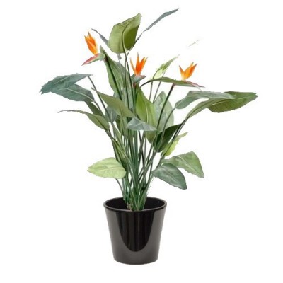 Strelitzia reginae (عصفور الجنة الملكي)