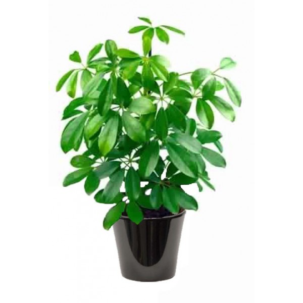 Schefflera vert (الشفليرة الخضراء)