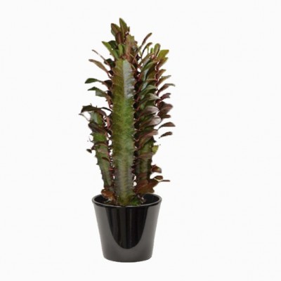 Euphorbia trigona (الفربيون الثلاثي)