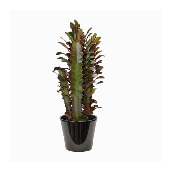Euphorbia trigona (الفربيون الثلاثي)