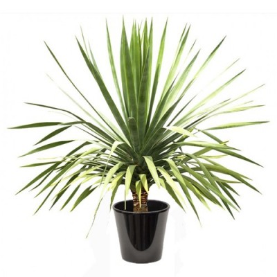 Dracaena draco (دراسانا التنين)