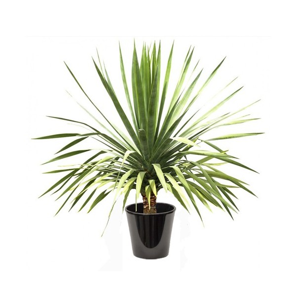 Dracaena draco (دراسانا التنين)