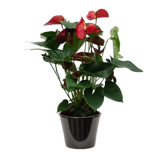 Anthurium rouge (الأنطور الأحمر)