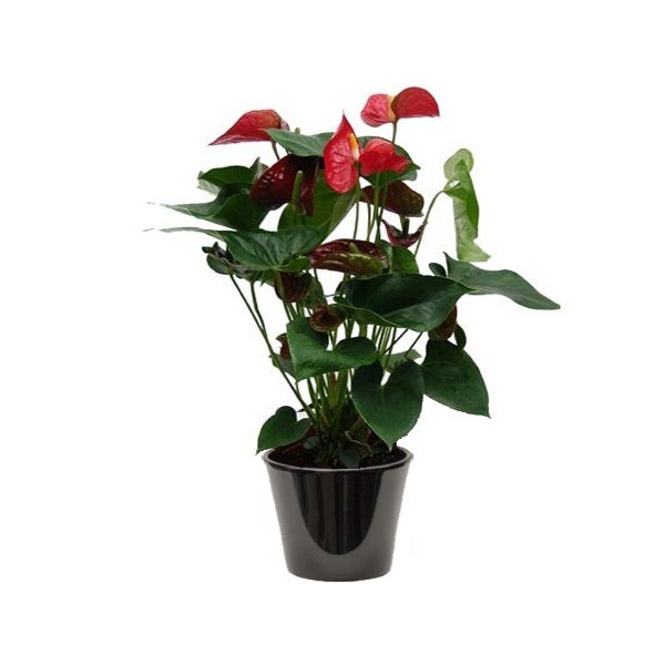 Anthurium rouge (الأنطور الأحمر)