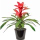 Guzmania (الغوزمانيا) Guzmania (الغوزمانيا)