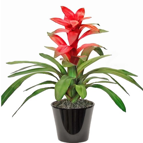 Guzmania (الغوزمانيا) Guzmania (الغوزمانيا)