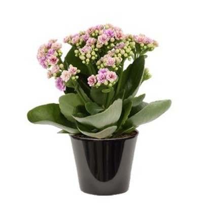 Kalanchoë (الكلنكوة)