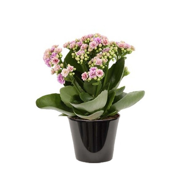 Kalanchoë bloss gevuld  (الكلنكوة)