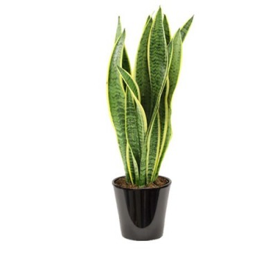 Sansevieria trifasciata (الذلب)