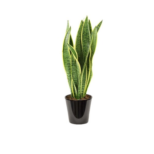 Sansevieria trifasciata (الذلب)