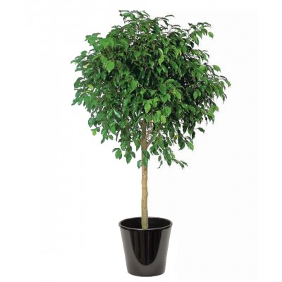 Ficus benjamina (التين البنجاميني)