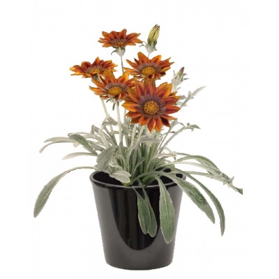 Gazania (الغازانيا)