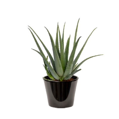 Aloe vera (الألوة الحقيقية)