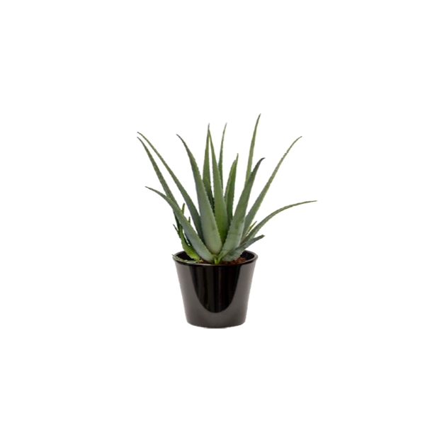 Aloe vera (الألوة الحقيقية)