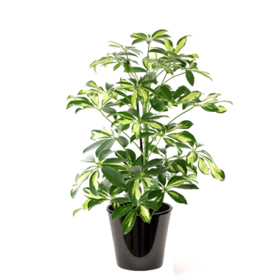 Schefflera panaché (الشفليرة الملونة)