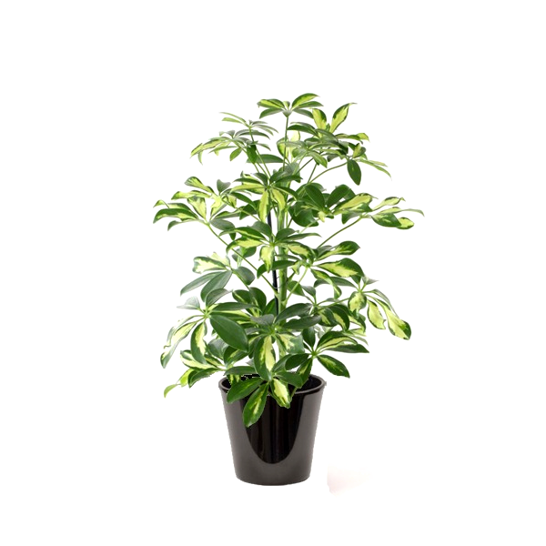 Schefflera panaché (الشفليرة الملونة)