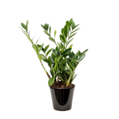 Zamioculcas (القلقاس)