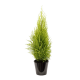 Cupressus goldcrest 'Wilma' (السرول الليموني) Cupressus goldcrest 'Wilma' (السرول الليموني)