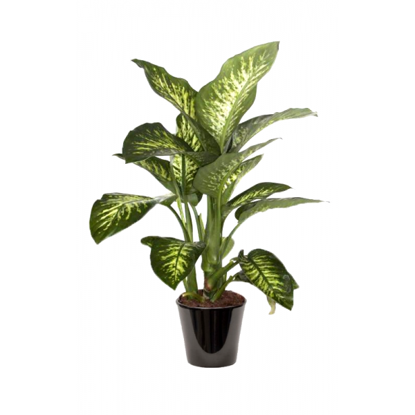 Dieffenbachia maroba (الدفنباخية)