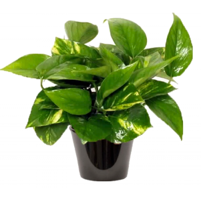 Pothos (البوتس)