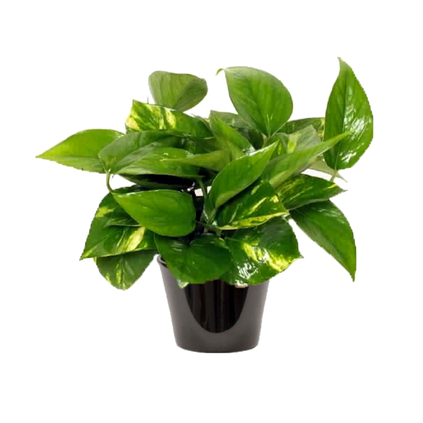 Pothos (البوتس)