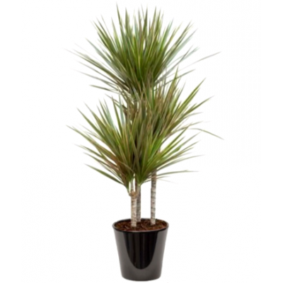 Dracaena bicolor (دراسانا ثنائية اللون)