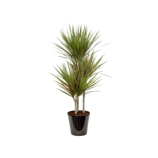 Dracaena bicolor (دراسانا ثنائية اللون)