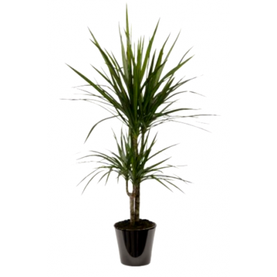 Dracaena marginata (دراسانة مدغشقر)