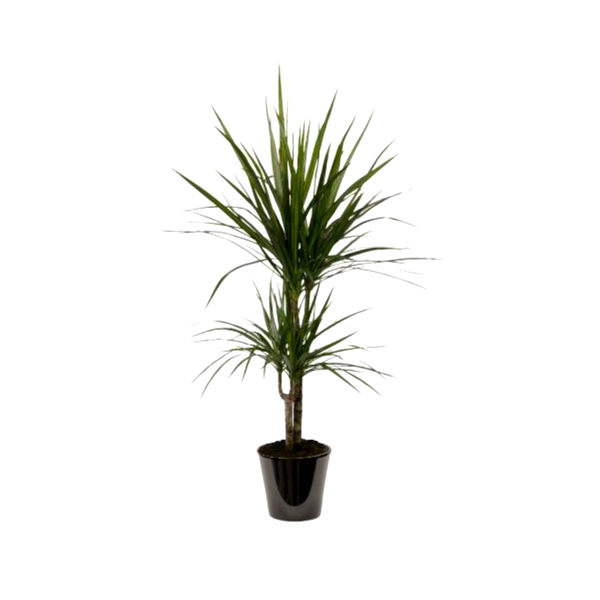 Dracaena marginata (دراسانة مدغشقر)