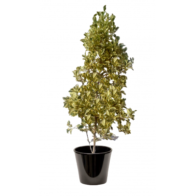 Ficus exotica (التين الإكزوتيكي)