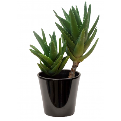 Aloe brevifolia (ألوة بريفيفوليا)