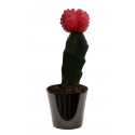 Cactus greffé Rouge (الصبار المطعّم الأحمر)