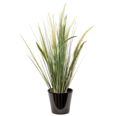 Pennisetum blanc (الثيوم الأبيض)