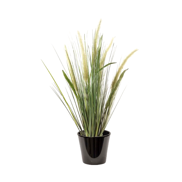 Pennisetum blanc (الثيوم الأبيض)