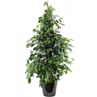 Ficus benjamina 'Danielle' (تين دانيال)