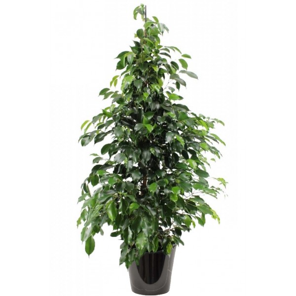 Ficus Danielle (تين دانيال)