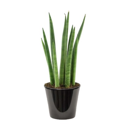 Sansevieria cylindrica (الذلب الإسطواني)