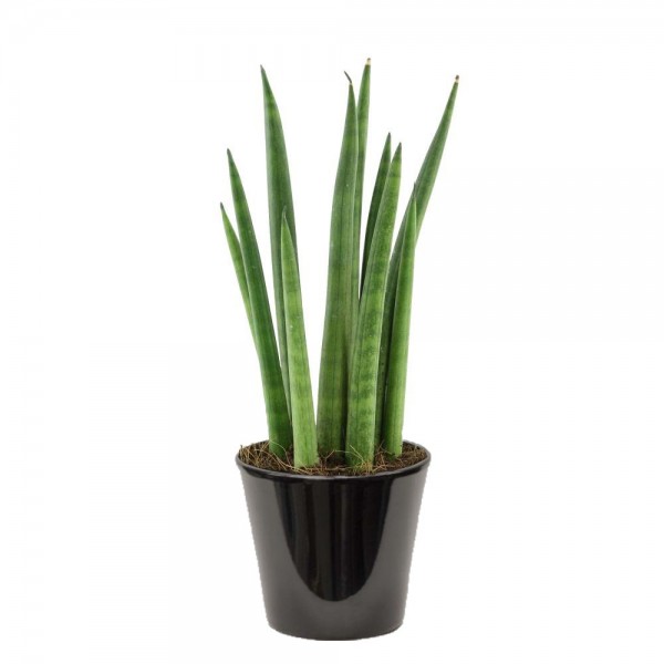 Sansevieria cylindrica (الذلب الإسطواني)