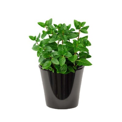 Menthe (النعناع)