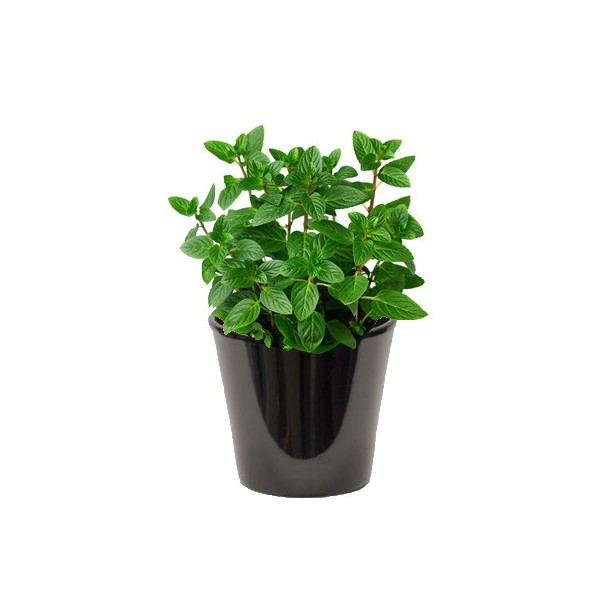 Menthe (النعناع)